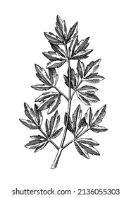 Fresh Lovage sketch. Hand-sketched leaf vegetable illustration. Healthy food  herbal plant. Vector drawing of raw cultivated Lovage. Herbs for grocery, markets, packaging, recipes, menus design.