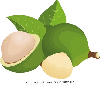 Fresh Macadamia Nuts with Leaves Illustration Isolated on White Background