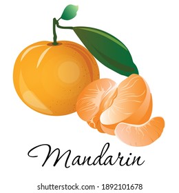 Fresh mandarin fruit vector illustration. Tangerine, tropical exotic citrus isolated food icon. Orange fruits peeled lobule and whole, tropic farm juicy exotic fruits harvest and dessert ingredient