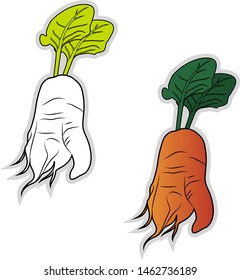 Fresh mangelwurzel, illustration, vector on white background.