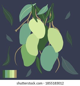 Fresh mango Branch with fruit in green colors with leaves. Colorful vector illustration of raw tropical fruits