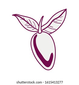 fresh mango fruit isolated icon vector illustration design