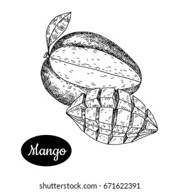 Fresh mango . Hand drawn sketch style tropical summer fruit vector illustration. Isolated drawing on white background. Vitamin and healthy fruit eco food. Farm market produce.