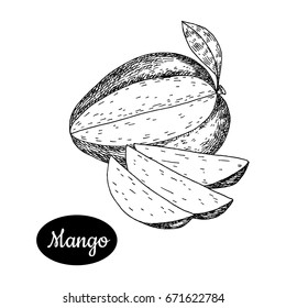 Fresh mango . Hand drawn sketch style tropical summer fruit vector illustration. Isolated drawing on white background. Vitamin and healthy fruit eco food. Farm market produce.