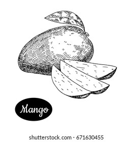 Fresh mango . Hand drawn sketch style tropical summer fruit vector illustration. Isolated drawing on white background. Vitamin and healthy fruit eco food. Farm market produce.