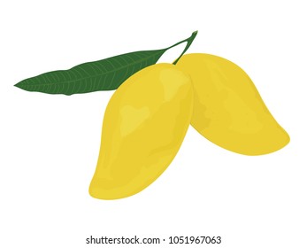 Fresh mango with leaves isolated on white background. Vector illustration eps 8