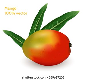 Fresh mango. Photorealistic vector image.