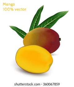 Fresh mango. Photorealistic vector image.