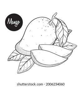 Frische Mango-Skizze oder handgezeichneter Vektorgrafik