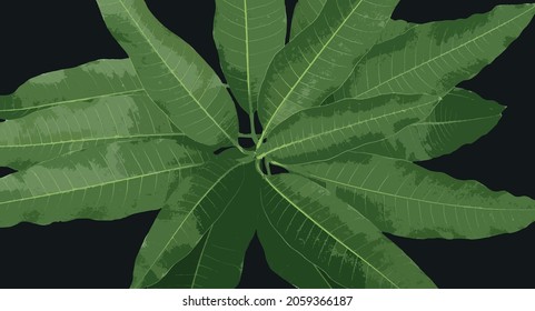 fresh mango tree branch and leaves vector illustratio
