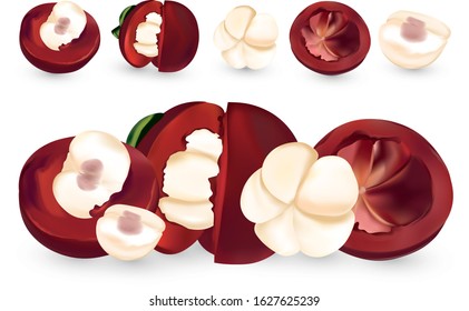 Fresh mangosteen isolated on white background. Mangosteen, whole and a half of fruit. 3D realistic mangosteen. Organic mangosteen. Vector illustration.