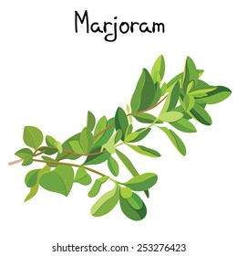 Fresh marjoram sprigs. Marjoram sprigs. Vector illustration