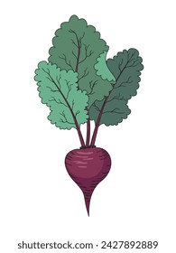 Fresh maroon beetroot with green tops. Vegetable. A root vegetable for vegetarians. Healthy eating. Agricultural culture