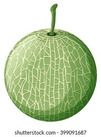 Fresh melon on white background illustration