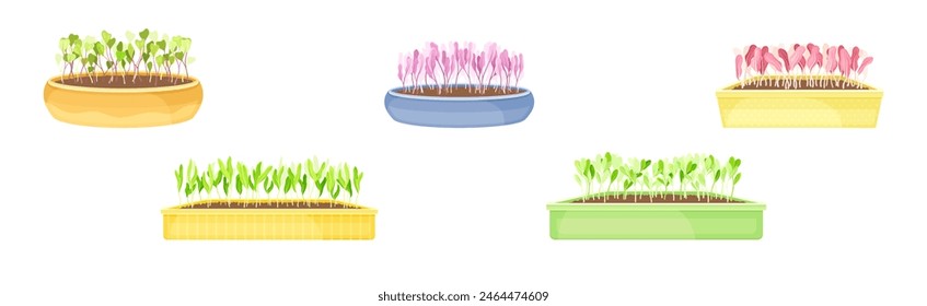 Fresh Micro Green Growing in Pots Vector Set