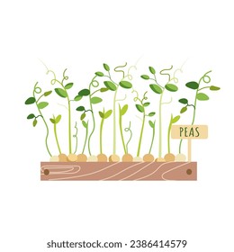 Fresh Micro green peas in wooden box with inscriptions on white background . Edible plants for healthy nutrition. Growing superfood at home. Cartoon vector illustration in flat style for designs
