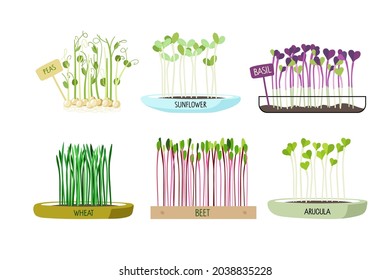 Fresh Micro green set on white background. Different hand drawn sprouted grains and young leaves. Collection of edible plants for healthy nutrition. Growing superfood at home. Cartoon flat vector.