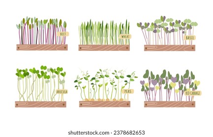 Fresh Micro green in  wooden box with inscriptions on white background . Edible plants for healthy nutrition. Growing superfood at home. Cartoon vector illustration in flat style for different designs