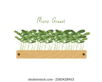 Fresh Micro green in wooden box with inscription on white background. Edible plants for healthy nutrition. Growing superfood at home. Cartoon vector illustration in flat style
