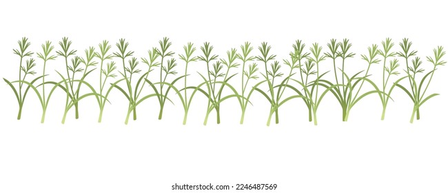 Fresh microgreen superfood sprouts carrot healthy nutrition vector illustration on white background