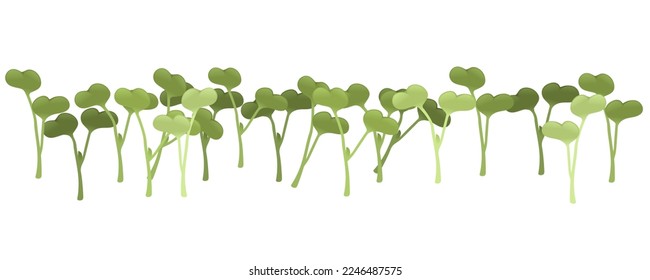 Fresh microgreen superfood sprouts radish healthy nutrition vector illustration on white background