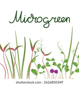 Fresh microgreens border with text space. Ideal for organic food branding, web graphics, or print materials.