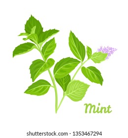 Fresh mint branches isolated on white background. Medical herbs vector illustration in cartoon simple flat style.