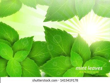 Fresh mint in the bright rays of the sun. Menthol is a healthy scent. Herbal natural plant. Green mint leaves. Vector illustration for your design.