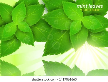 Fresh mint in the bright rays of the sun. Menthol is a healthy scent. Herbal natural plant. Green mint leaves. Vector illustration for your design.