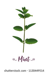 fresh mint drawing with typography