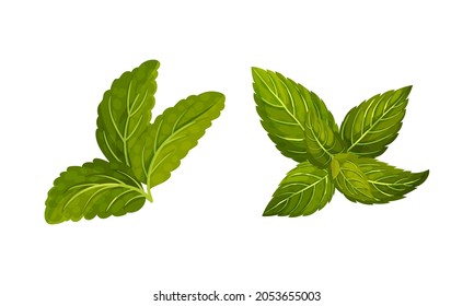 Fresh mint green leaves set. Herbal aroma plant vector illustration