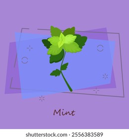 Fresh mint. Green sprig and leaves, peppermint, menthol. Cooking herbs concept. Vector illustration can be used for topics like organic food, herb tea, horticulture