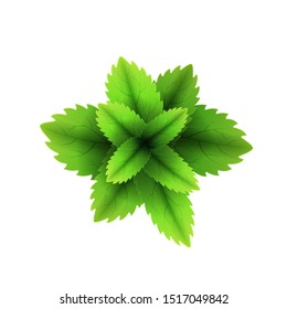 Fresh mint leaf. 3D realistic vector set mint leaves. Healthy aroma. Spearmint green leafs. Isolated on white background. Vector illustration