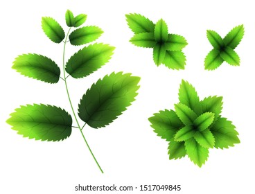 Fresh mint leaf. 3D realistic vector set mint leaves. Healthy aroma. Spearmint green leafs. Isolated on white background. Vector illustration