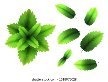 Fresh mint leaf. 3D realistic vector set mint leaves. Healthy aroma. Spearmint green leafs. Isolated on white background. Vector illustration