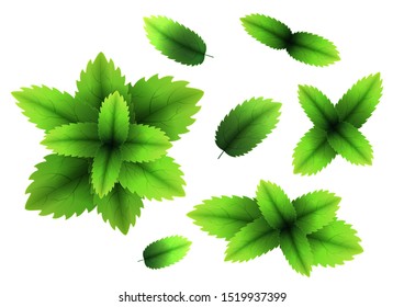 Fresh mint leaf. 3D realistic vector set mint leaves. Healthy aroma. Spearmint green leafs. Isolated on white background. Vector illustration