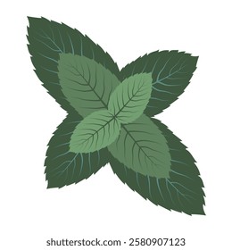 Fresh mint leaf in clip art style. Isolated vector illustration for menu design, background, card