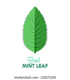 Fresh mint leaf isolated on white background