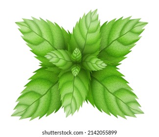 Fresh mint leaf. Menthol healthy aroma. Herbal nature plant. Spearmint green leafs. Realistic 3d vector illustration. isolated on white background.