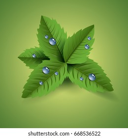 Fresh mint leaf vector eps 10 design