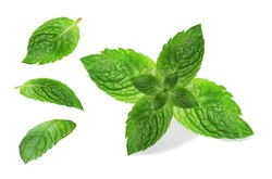 Fresh Mint Leaf. Vector Illustration.
