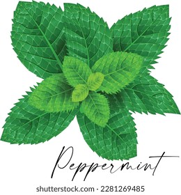 Hoja de menta fresca. Ilustración vectorial.