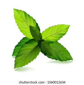 Fresh mint leaf. Vector menthol healthy aroma. Herbal nature plant. Spearmint green leafs