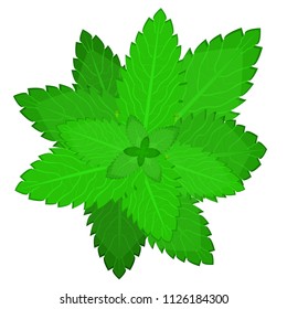 Fresh mint leaf. Vector menthol healthy aroma. Herbal nature plant. Spearmint green leafs. Mint. Modern flat cartoons style vector illustration icons. Isolated on white background. Mint leaf