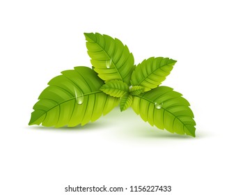 Fresh mint leaf. Vector menthol healthy aroma. Herbal nature plant. Spearmint green leafs.