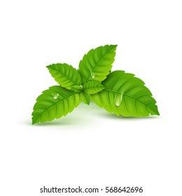 Fresh mint leaf. Vector menthol healthy aroma. Herbal nature plant. Spearmint green leafs
