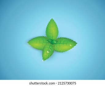 fresh mint leaf and water drop in blue background 