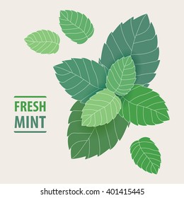 Fresh Mint Leaves. 