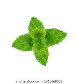 Fresh mint leaves, for decoration, vector menthol.