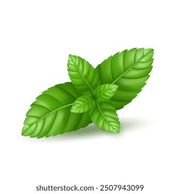 Fresh mint leaves, for decoration, vector menthol leaf.